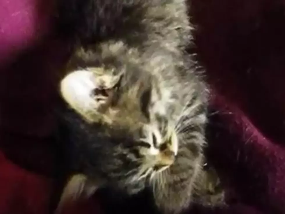 The Daily Aww: Featuring Romy [Video]