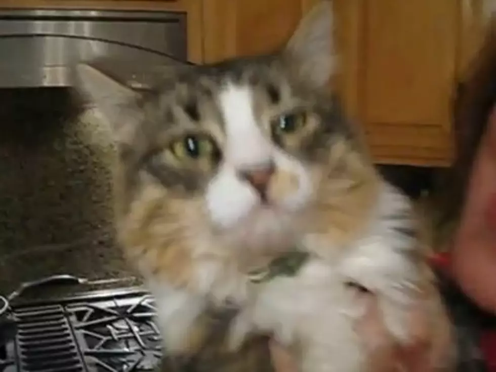 Watch this cat react to its first collar