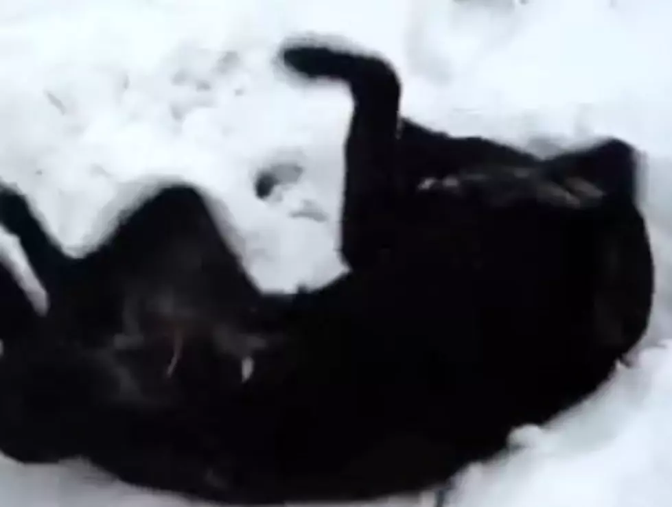 The Daily Aww: Featuring A Dog In Snow