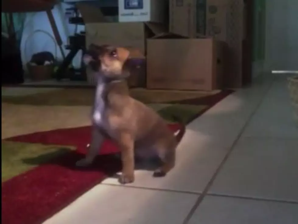 The Daily Aww: Featuring 26 [Video]