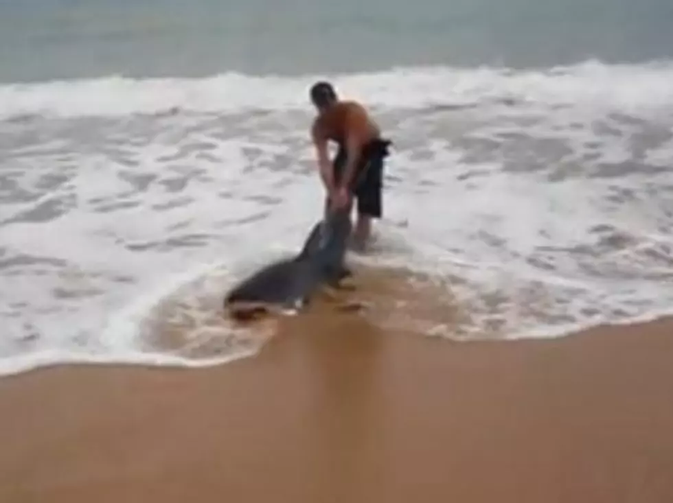Guy Drags Beached Great White Shark Back To Ocean