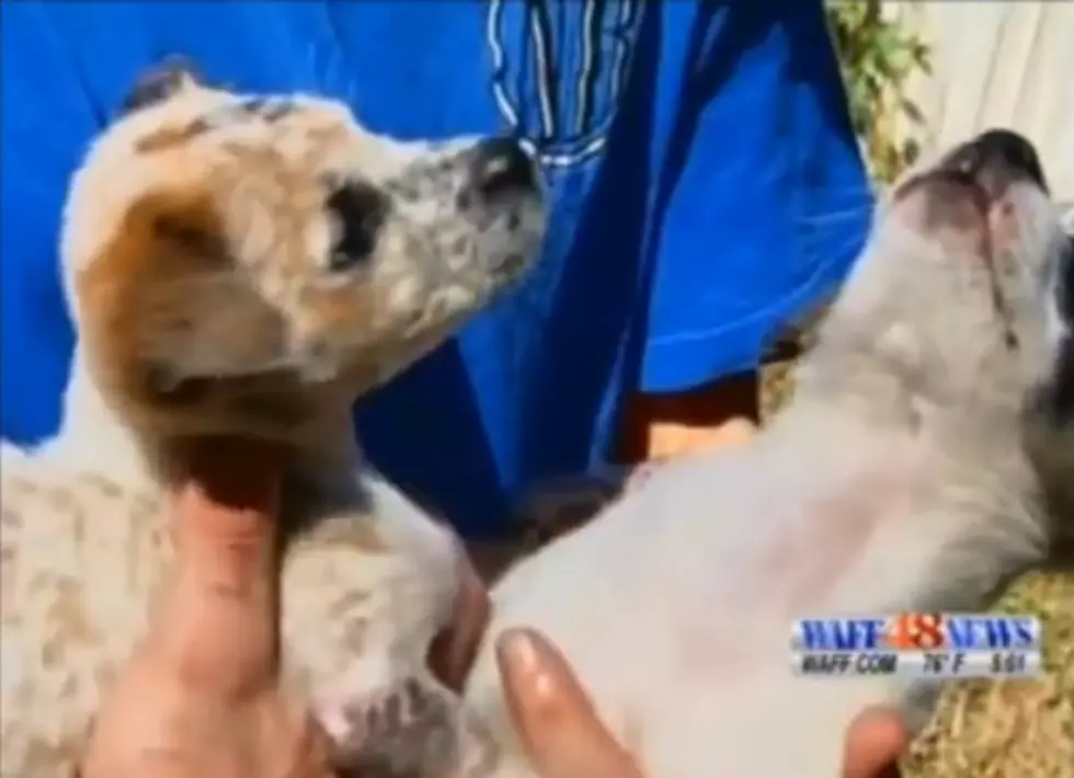 Best of the Day: Puppies Save a Boy’s Life