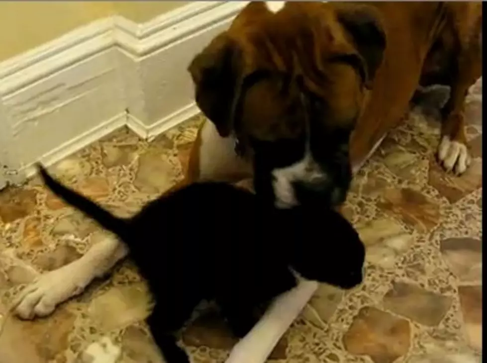 A Dog Meets a Kitten, Cuteness Ensues