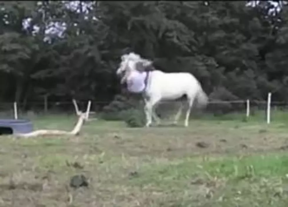 Fabulous Horse Fails [VIDEO]