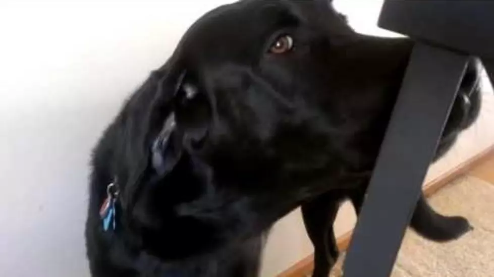 Black Lab Sings Along With Adele’s ‘To Make You Feel My Love’