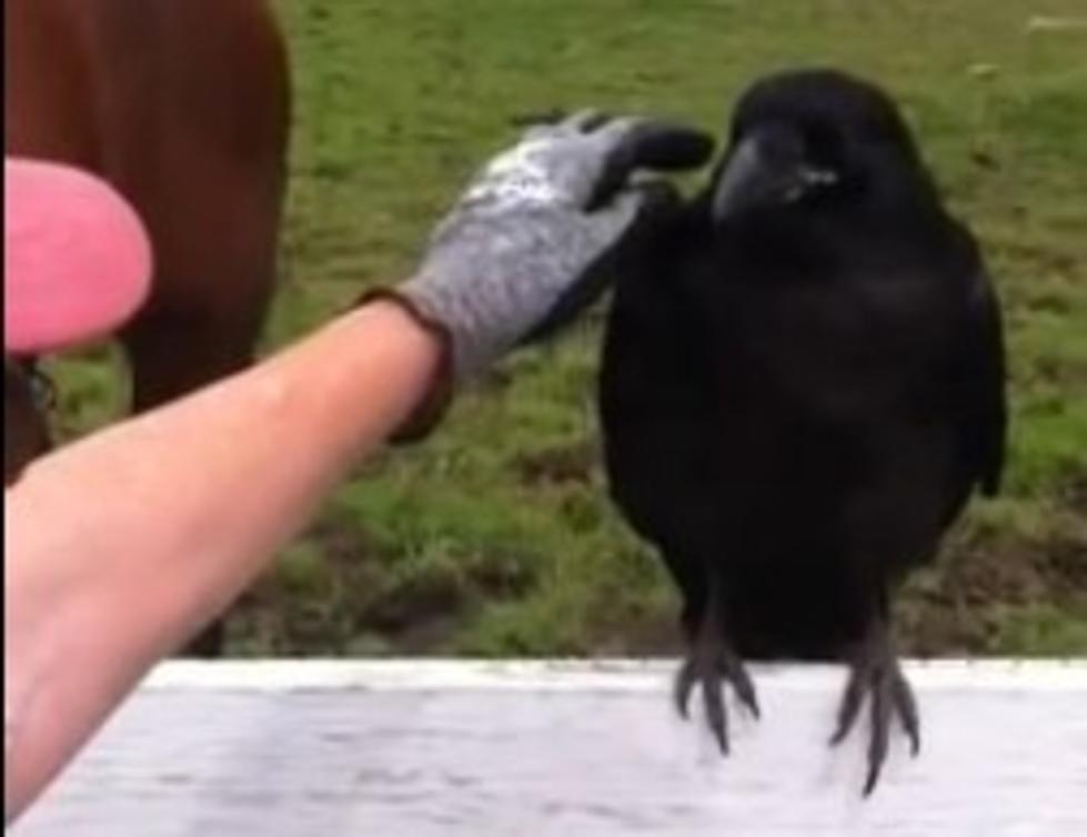 Woman Pulls Porcupine Quills Out Of Crow, Shockingly Crow Lets Her [VIDEO]