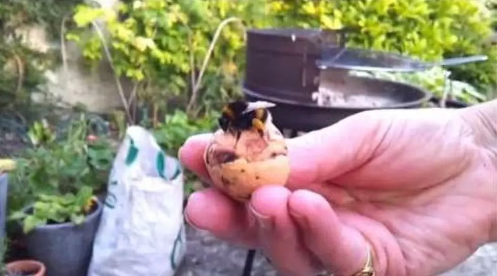 Bumble Bee Gives Man A High Five! [VIDEO]