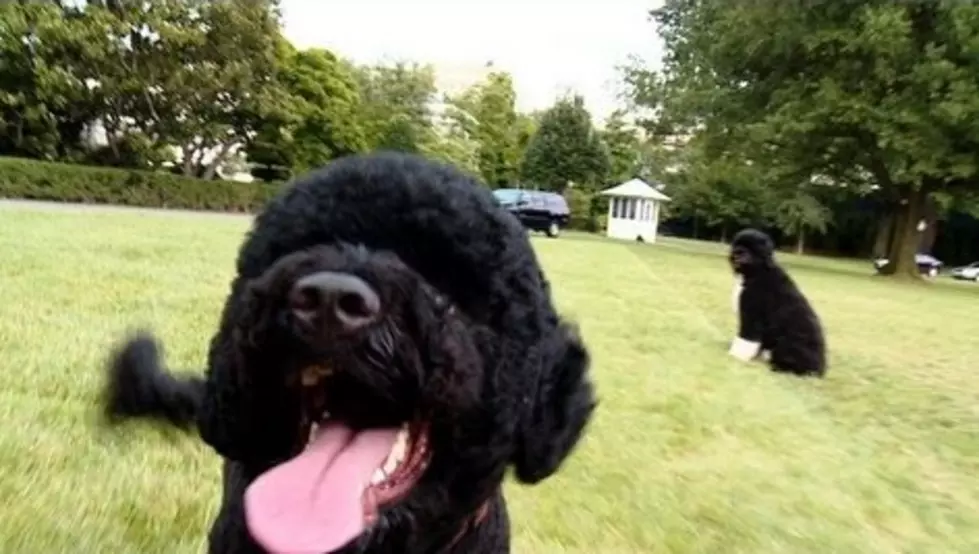 Meet the Obamas’ Second Puppy, Sunny! [VIDEO]