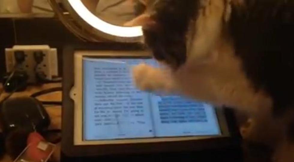 Bristol’s Cat Loves To Play With Her iPad [VIDEO]