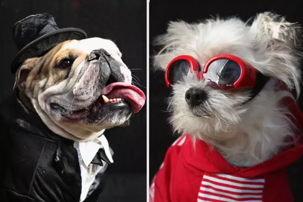 17 Pictures of Dogs Dressed in Halloween Costumes