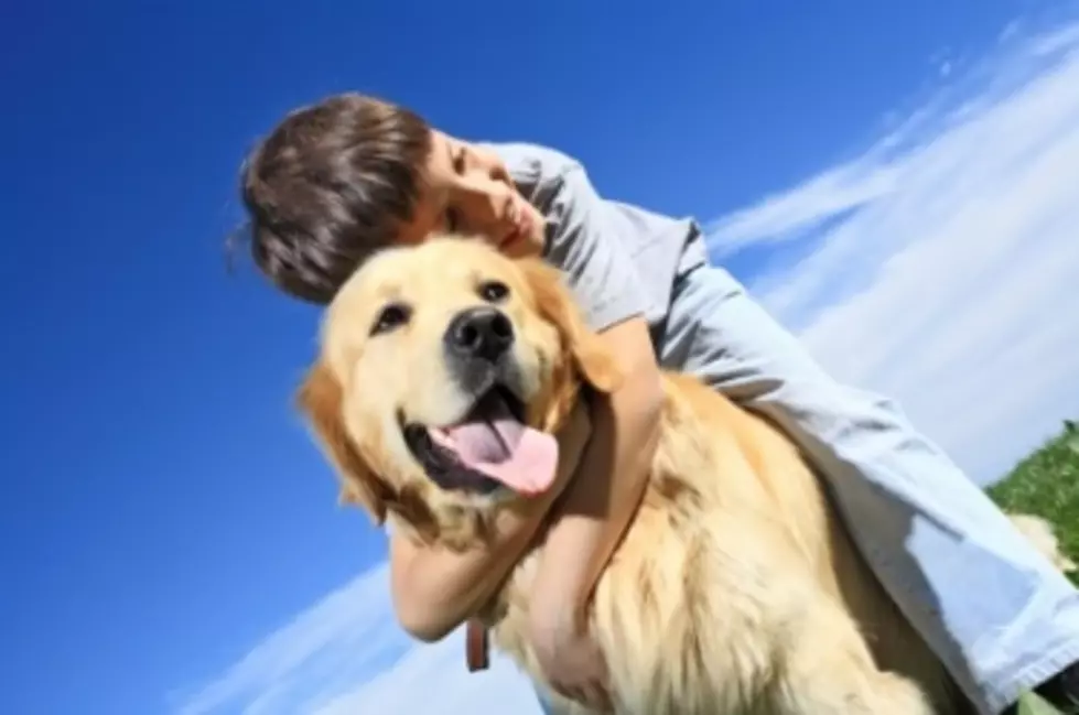 Budweiser Super Bowl XLVIII Commercial — “Puppy Love”