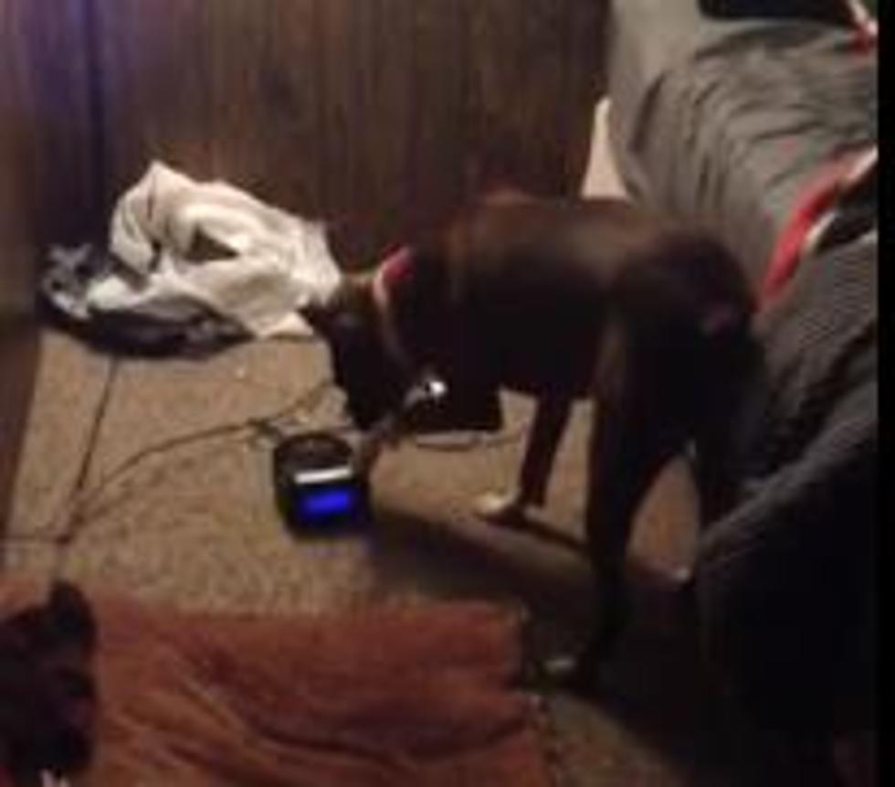 Hilarious Dog Turns Off Alarm Clock [VIDEO]