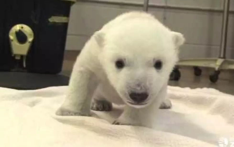 Polar Bear Cub Walks