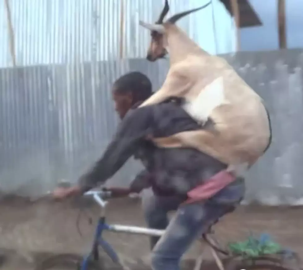 A Gazelle Riding a Guy Riding a Bike
