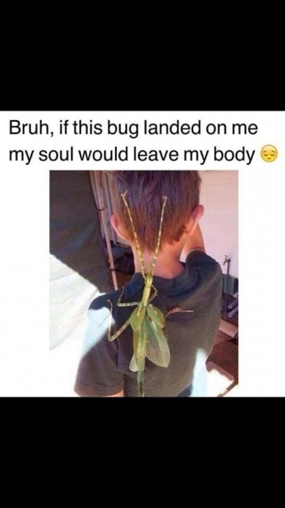 Creepiest Photo Ever: Giant Bug Lands on Boy&#8217;s Back