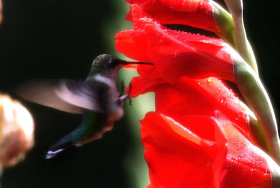 Swarm of Hummingbirds