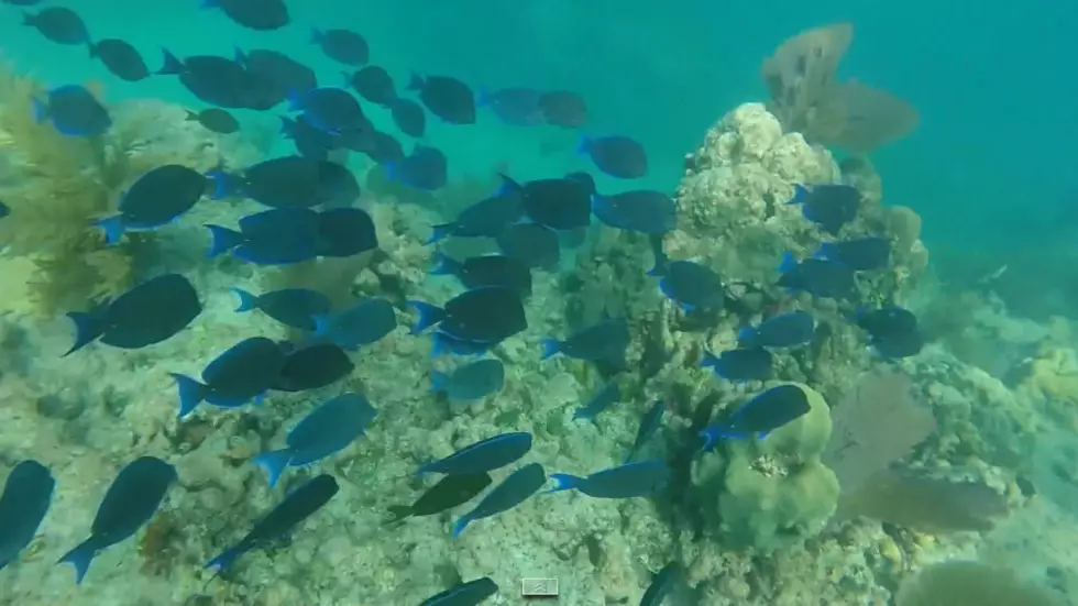 Awesome Underwater Video of Snorkeling in the Keys