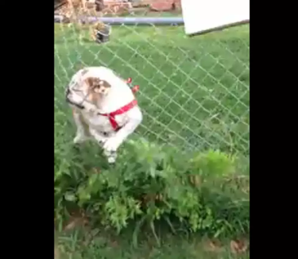 Bulldog Runs Face First Into a Fence Everytime the Mailman Arrives