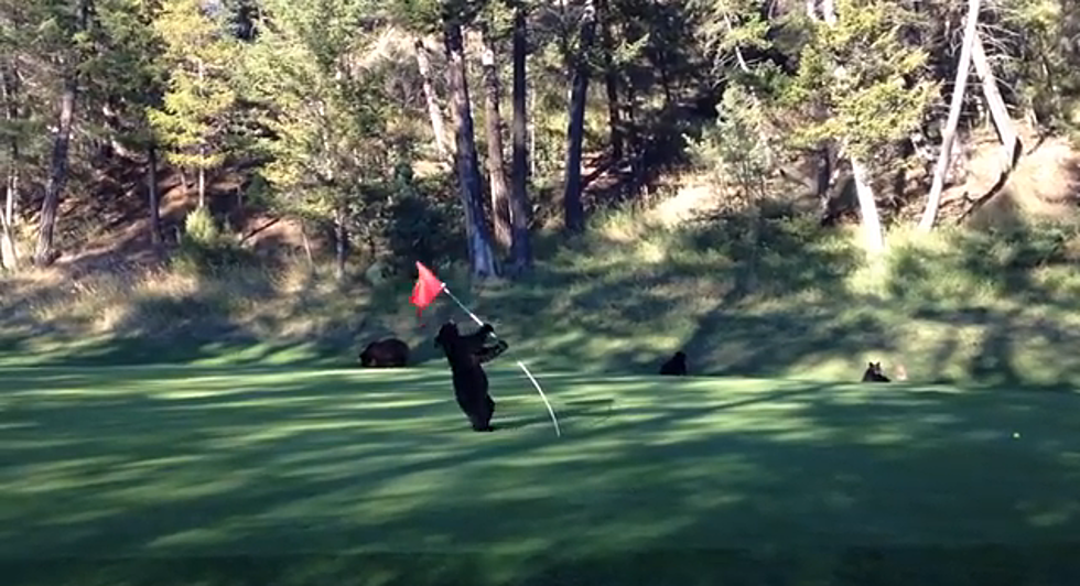 Baby Bears Turn Golf Course Into A Circus [VIDEO]