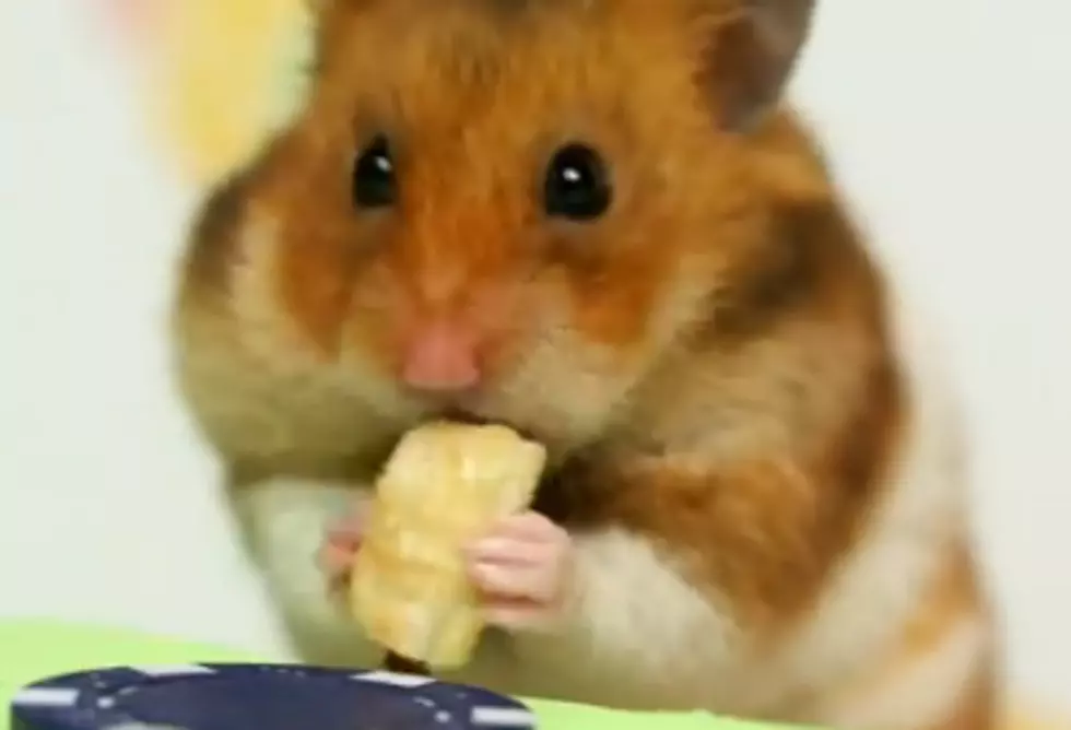 Hamster Takes on Kobayashi in a Hot Dog Eating Contest