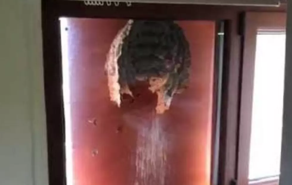 Wasps Build Nest On Window … and Makes My Skin Crawl