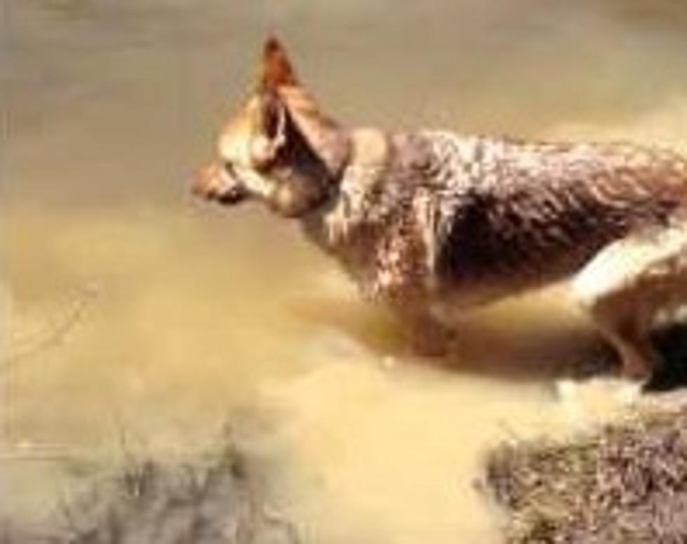 German Shepherd Doesn’t Want to Stop Swimming