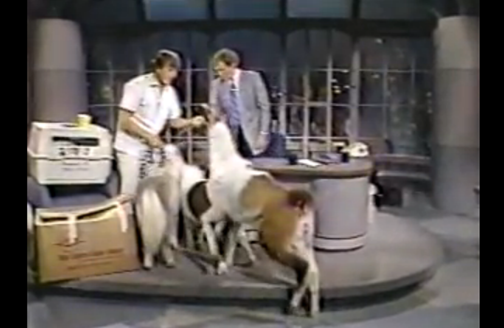 Check Out Jack Hanna with David Letterman Back in 1988