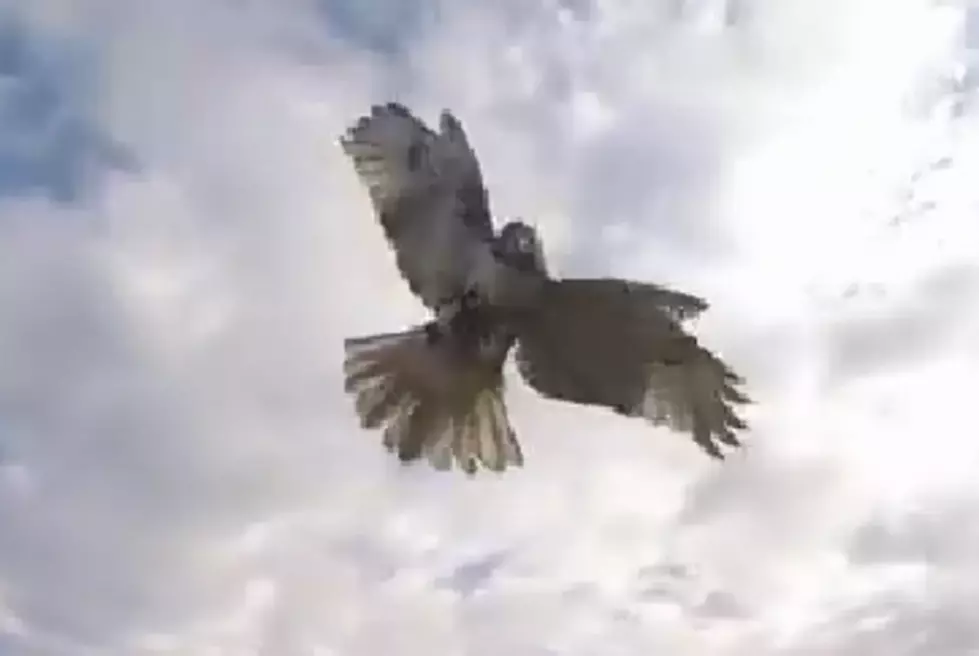 Awesome Footage Captures a Hawk Attacking a Remote Controle Helicopter