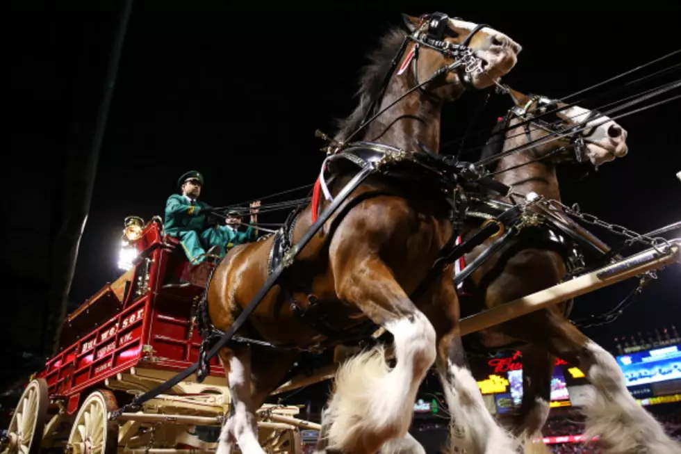 Our 5 Favorite Budweiser Clydesdale Super Bowl Commercials [VIDEO]