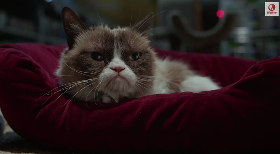 Check Out The Trailer For Lifetime’s ‘Grumpy Cat’ Movie! (VIDEO)