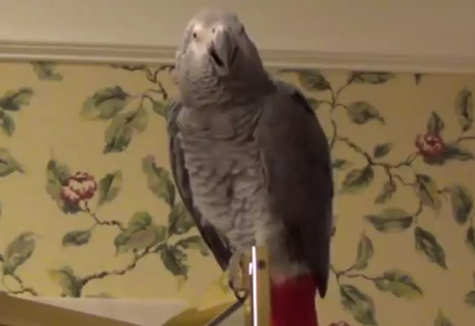 Parrot Does a Great Matthew McConaughey Impression