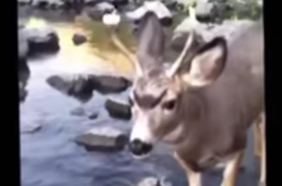 Deer Walks Up to a Guy With a Powdered Donut on one of it’s Antlers