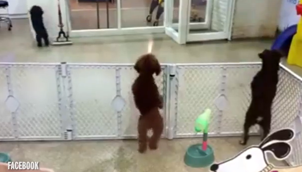 Dog So Excited to See Owner That He… Dances? [VIDEO]