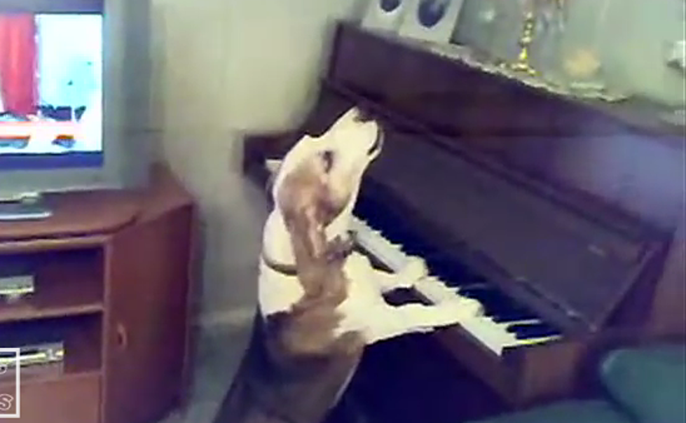 Dog Plays Piano, Sings the Blues [VIDEO]