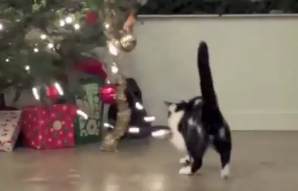 Cats vs Christmas Trees [VIDEO]