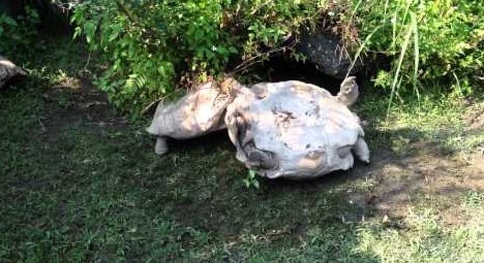 Turtle Helping Another Turtle Flip Back Over
