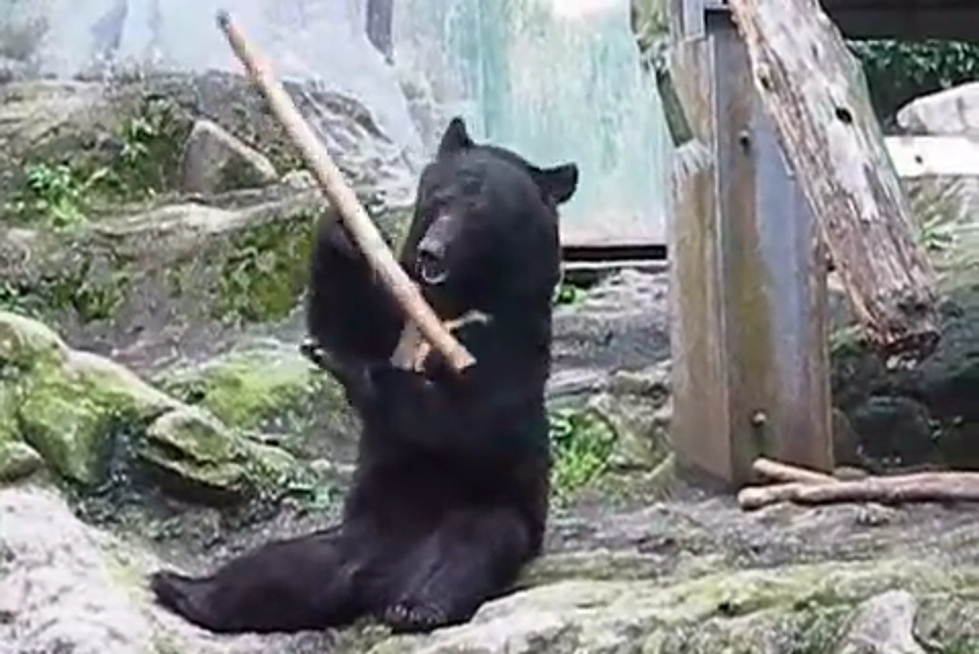 Just a Bear? Think Again. This Furry Guy is a Ninja [VIDEO]