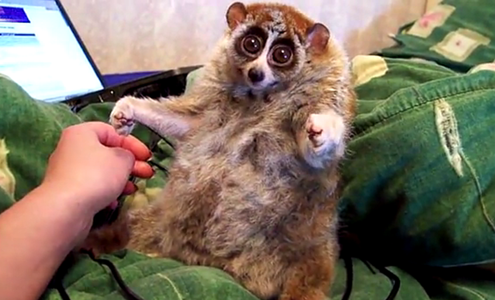 I Wish I Loved Anything as Much as this Slow Loris Loves Getting A Belly Rub [VIDEO]