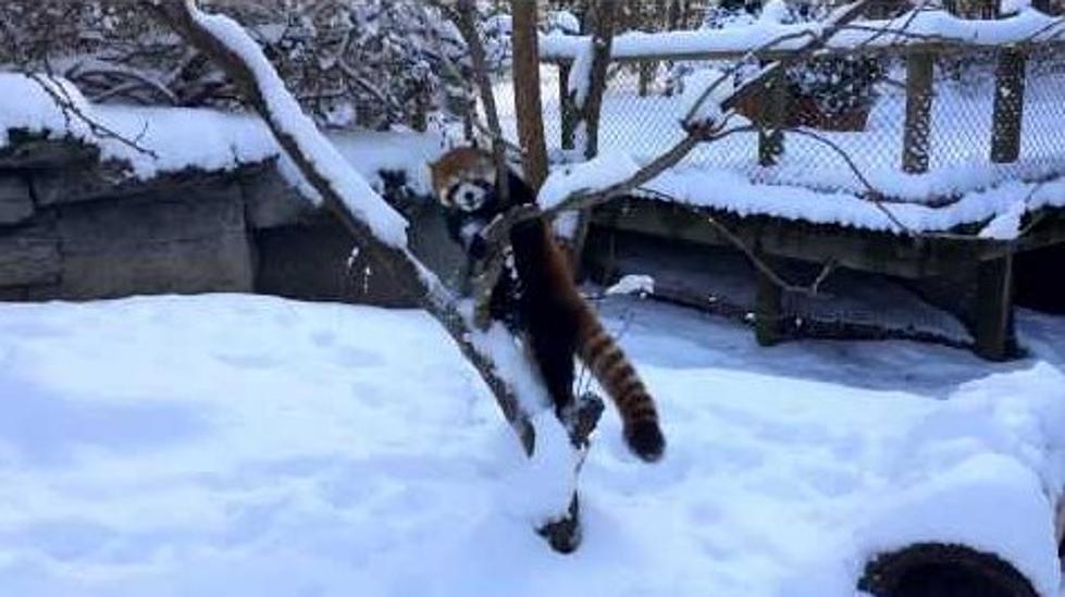 Red Pandas Playing in the Snow