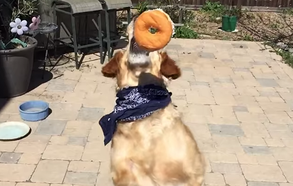 Beautfiul Golden Retriever is Rotten at Catching Food