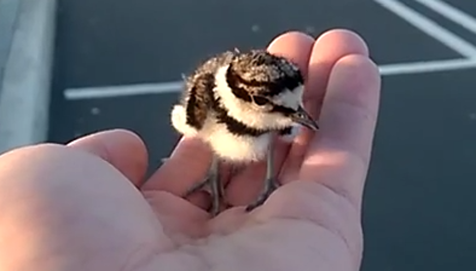 Guy Rescues Baby Bird from PVC Pipe