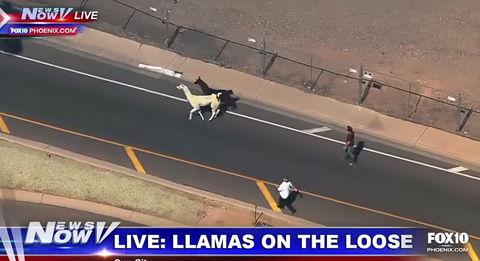 Llama Chase Video Gets A Soundtrack [VIDEO]