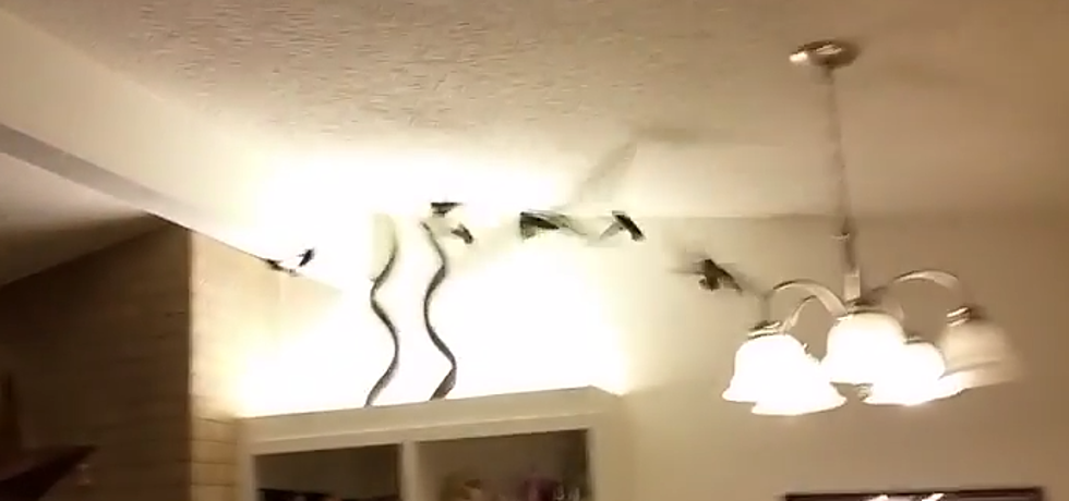A Random Flock of Birds in a Couple’s House (NSFW – Language)