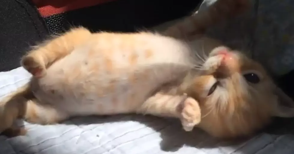 Just a Video of a Kitten Laying in the Sun to Brighten Your Day