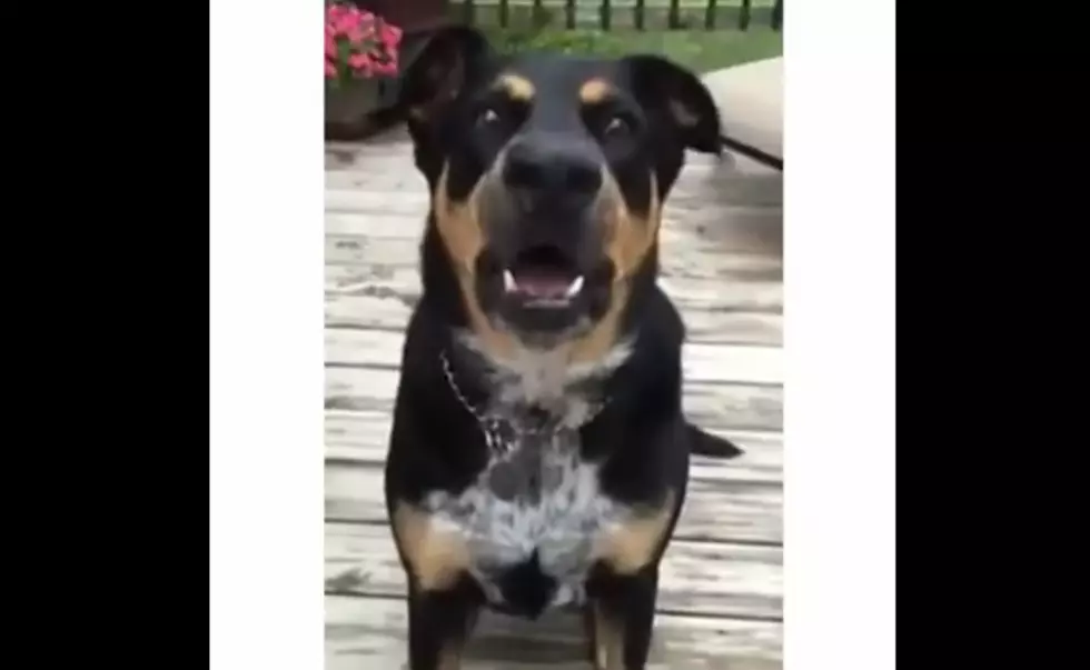 This Dog Knows How to Whisper and It’s Adorable [VIDEO]