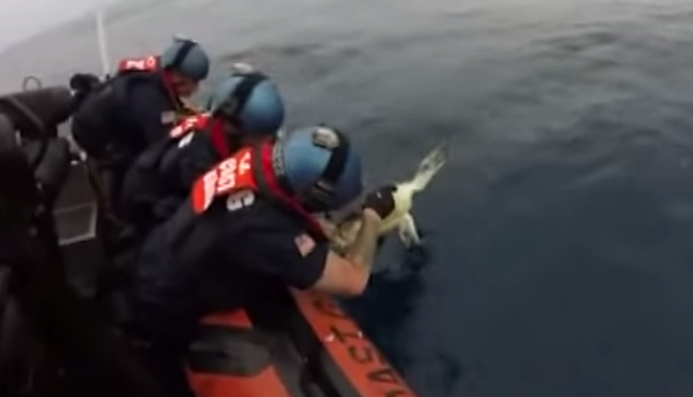 Coast Guard Looks for Smugglers Ends up Saving Two Sea Turtles