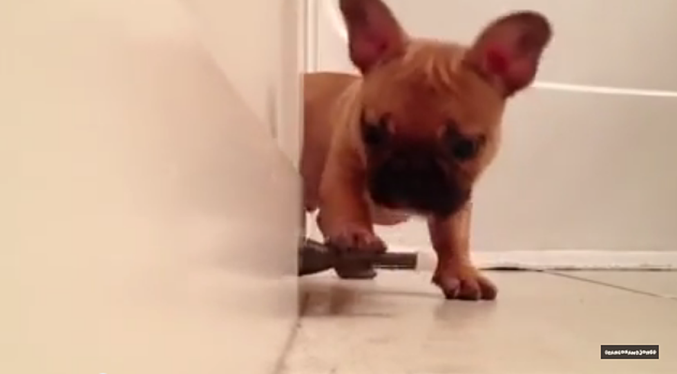 Adorable French Bulldog Puppy Can’t Handle This Doorstop [VIDEO]