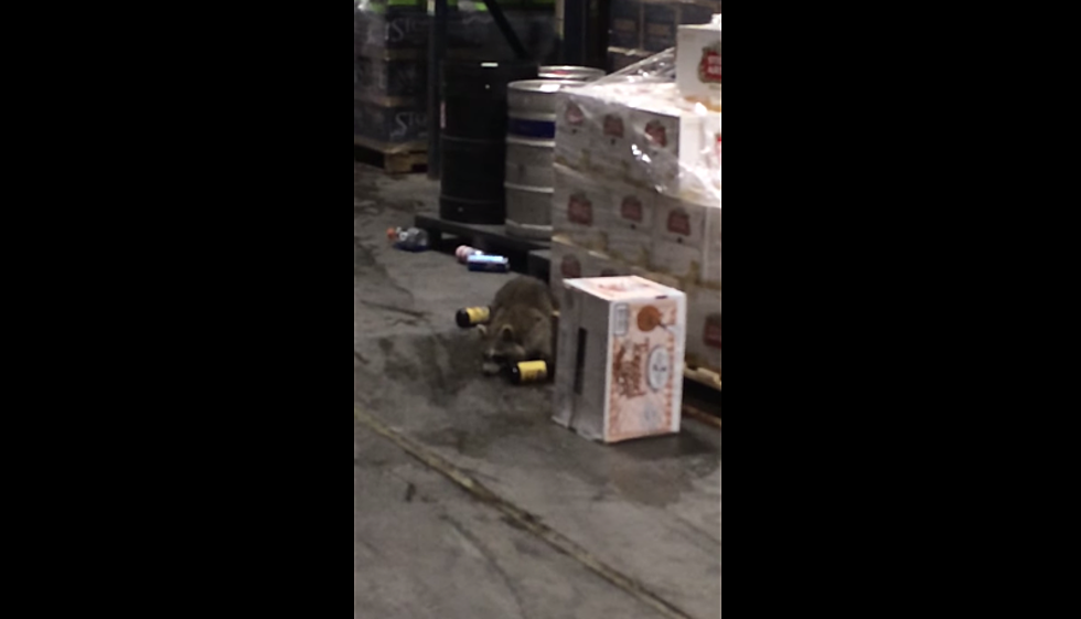 Raccoon Overindulges And Stumbles Around Liquor Warehouse (VIDEO)