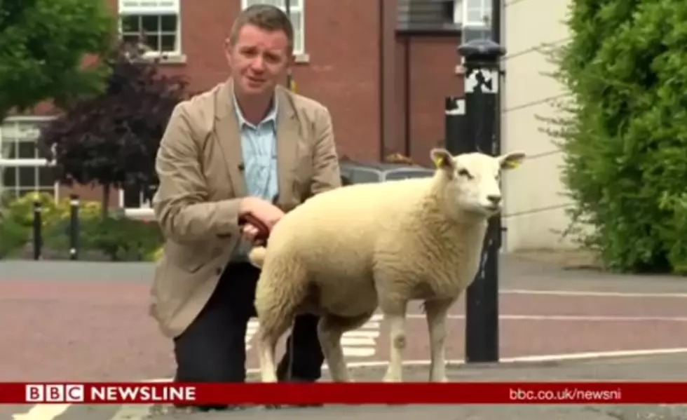 Watch This Sheep Pee on a Reporter [VIDEO]
