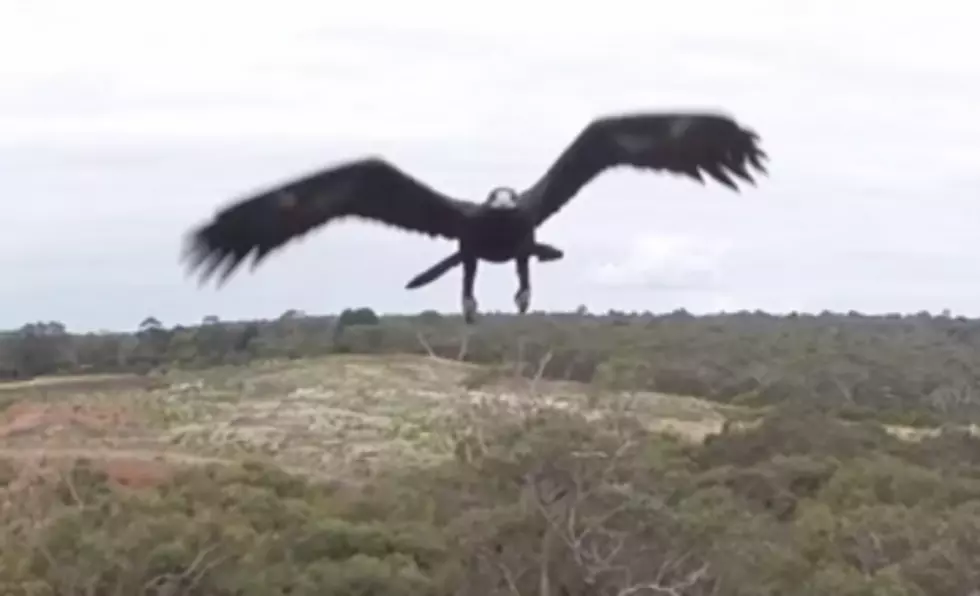 Eagle Attacks Drone [VIDEO]